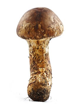 松茸價(jià)值革命，打造高端文化禮品